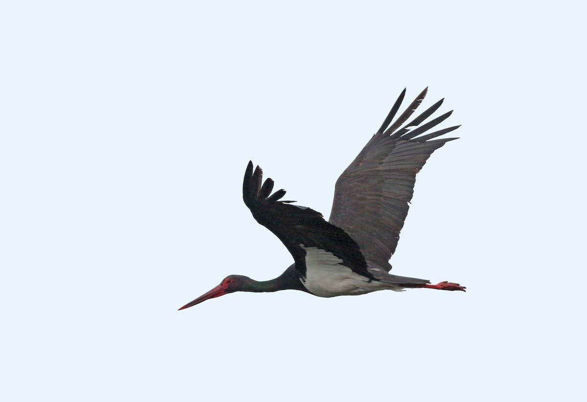 Black Stork - ML308754571