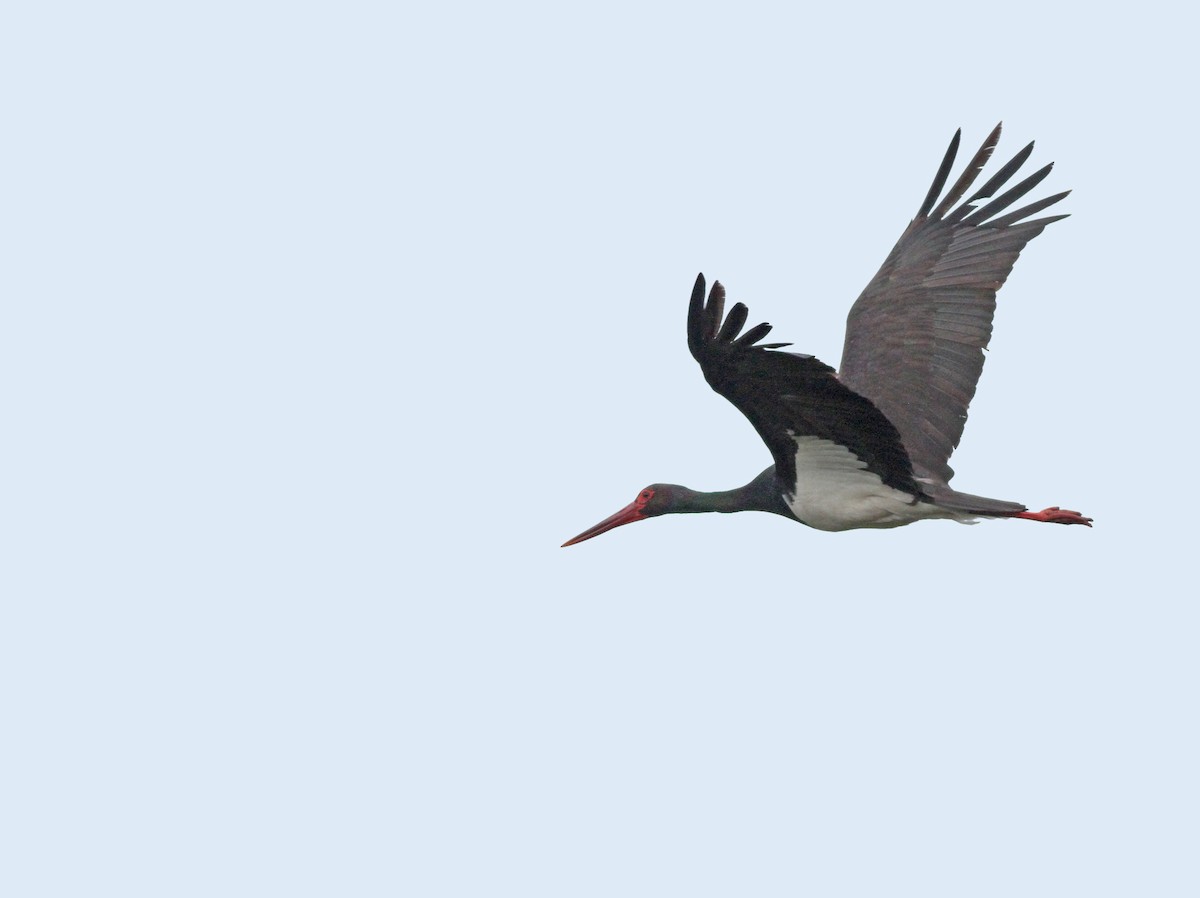 Black Stork - ML308754591