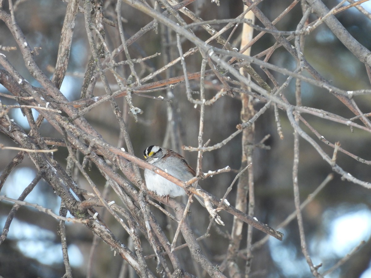 White-throated Sparrow - ML308755291