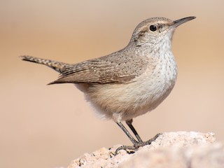  - Rock Wren