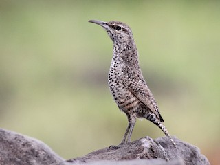  - Rock Wren