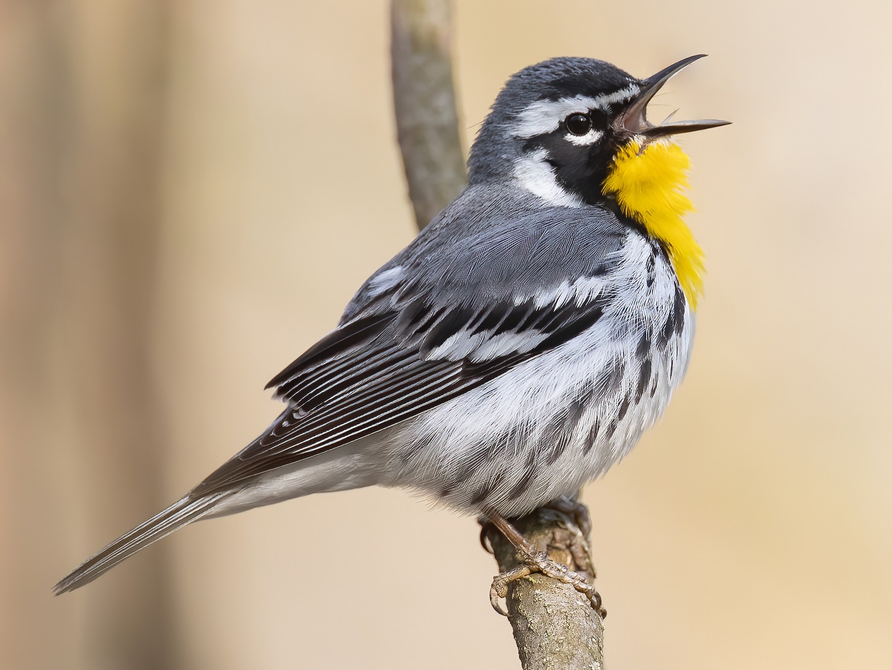 Yellow-throated Warbler - Ryan Sanderson