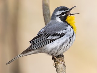  - Yellow-throated Warbler