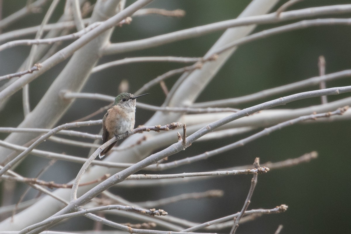 Broad-tailed Hummingbird - ML308764151