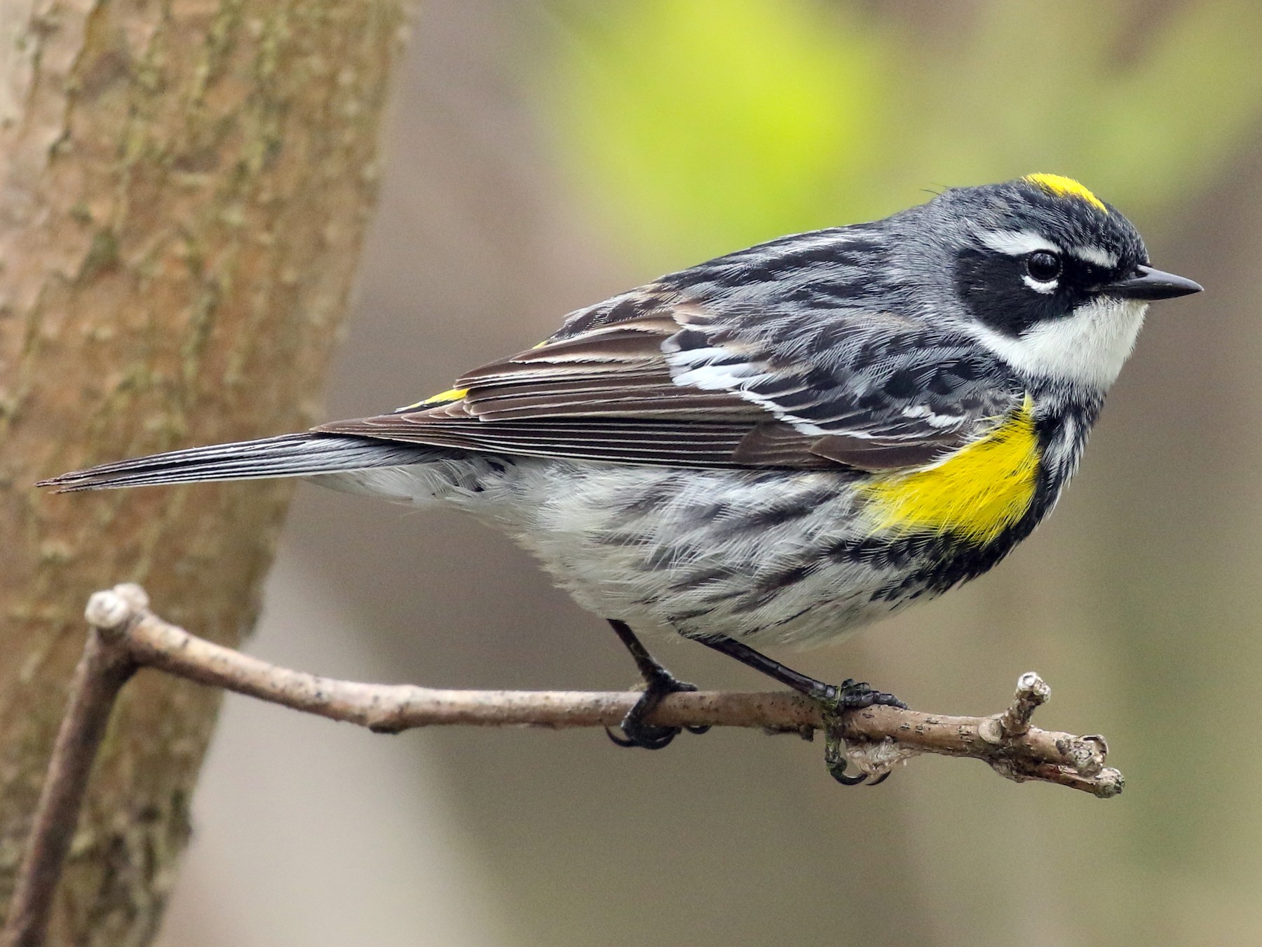 Yellow Rumped Warbler Audubon