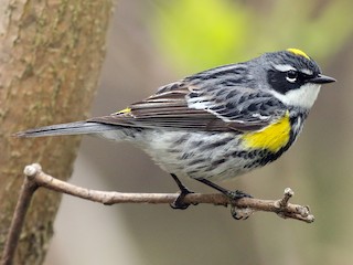 Adult male (Myrtle) - Ezra Staengl - ML308764651