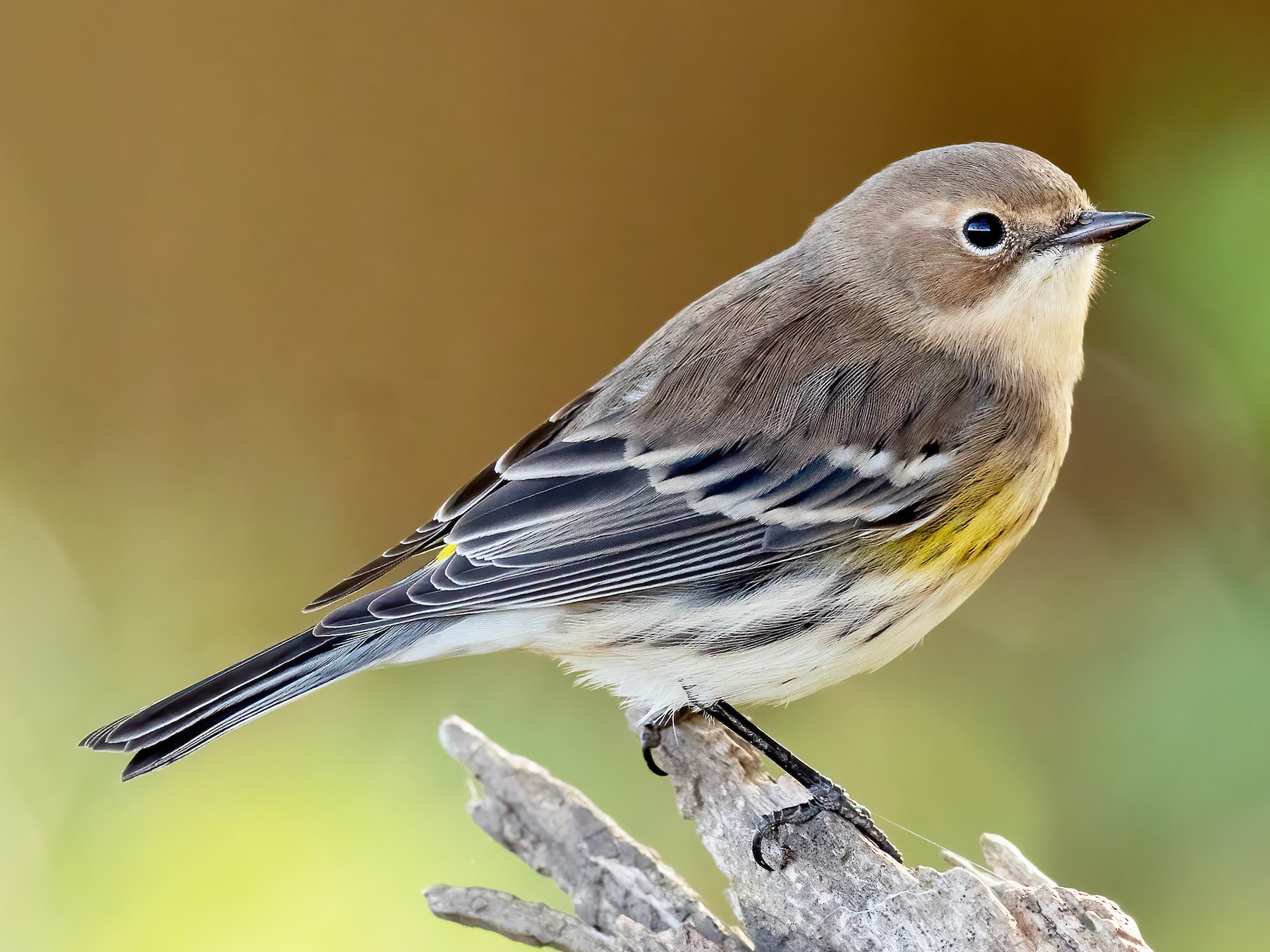 Yellow-rumped Warbler - eBird