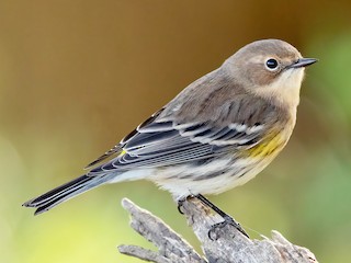 Молодая птица (Myrtle) - Brad Imhoff - ML308765411