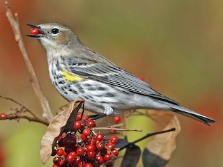  - Yellow-rumped Warbler