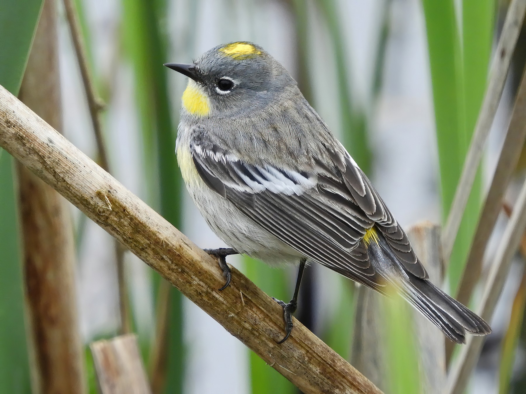 Yellow Rumped Warbler Male