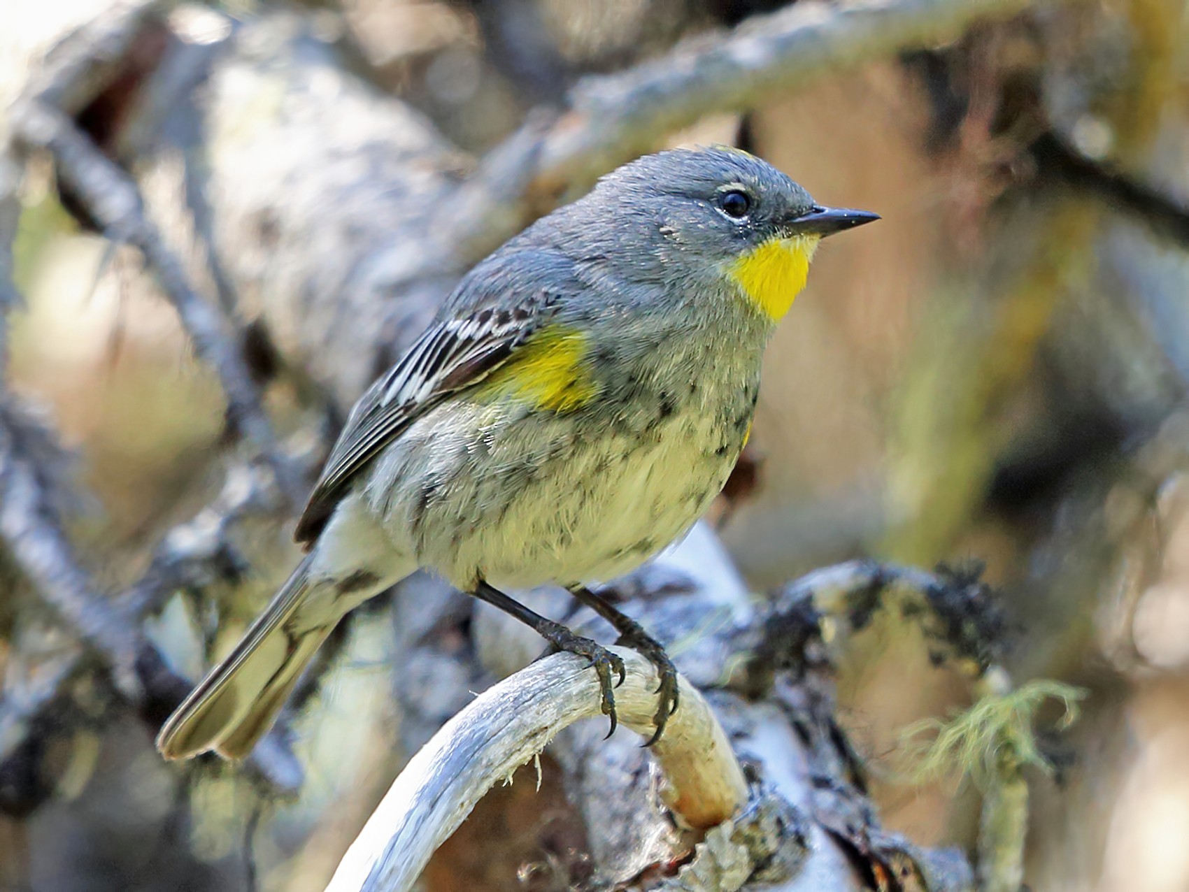 Yellow-rumped Warbler - Nigel Voaden