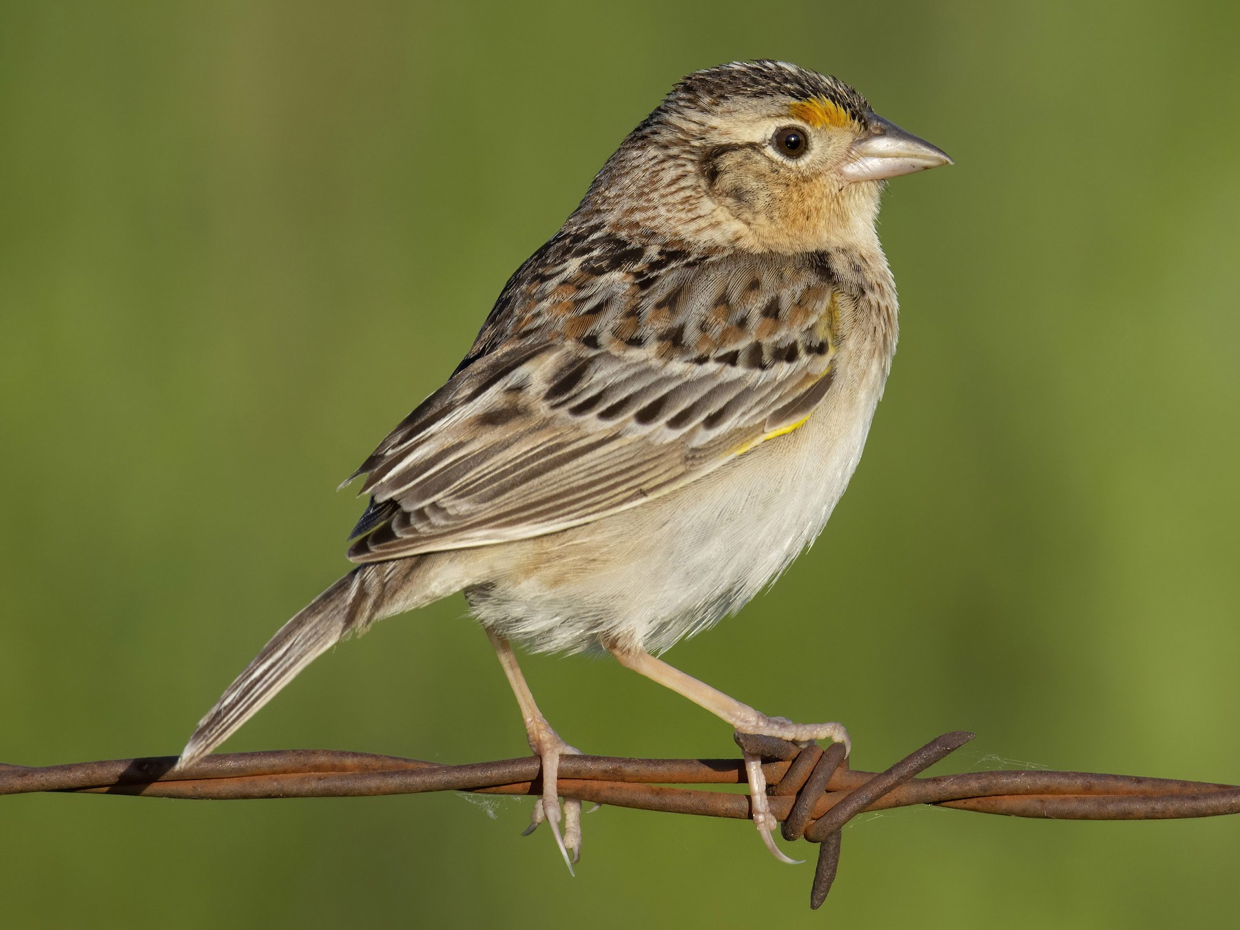Grasshopper Sparrow - Marky Mutchler