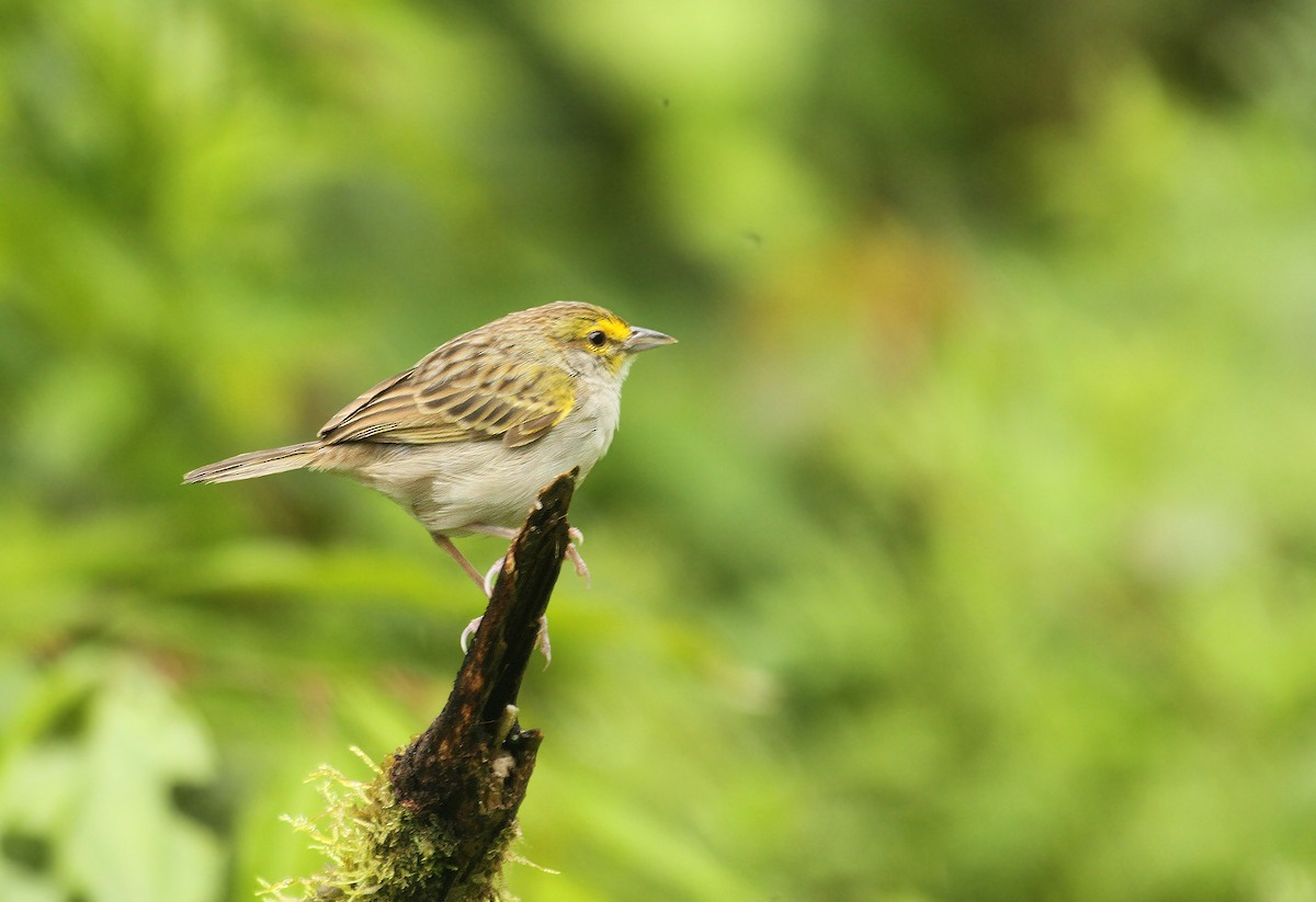 Yellow-browed Sparrow - ML308771171