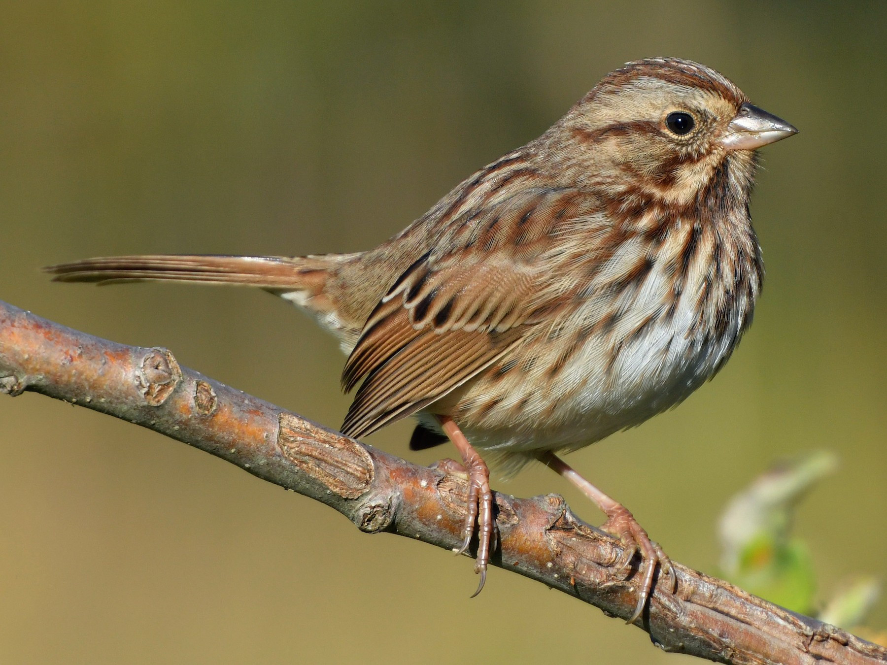 Song Sparrow - Jonathan Irons