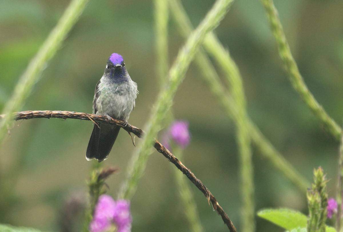 Violet-headed Hummingbird - ML308772491
