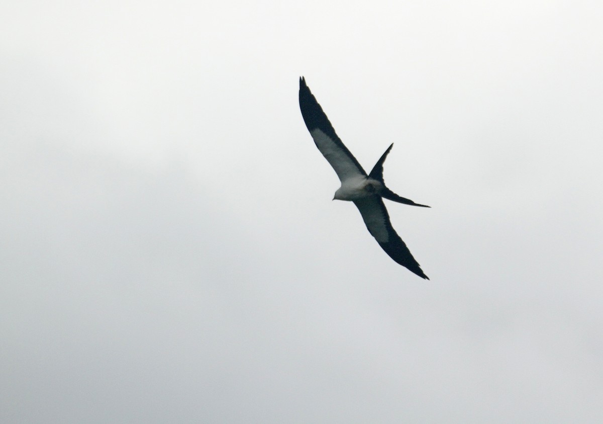 Swallow-tailed Kite - ML308772881