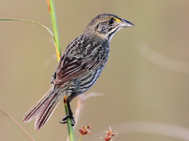 Adult (Cape Sable) - Seaside Sparrow (Cape Sable) - 