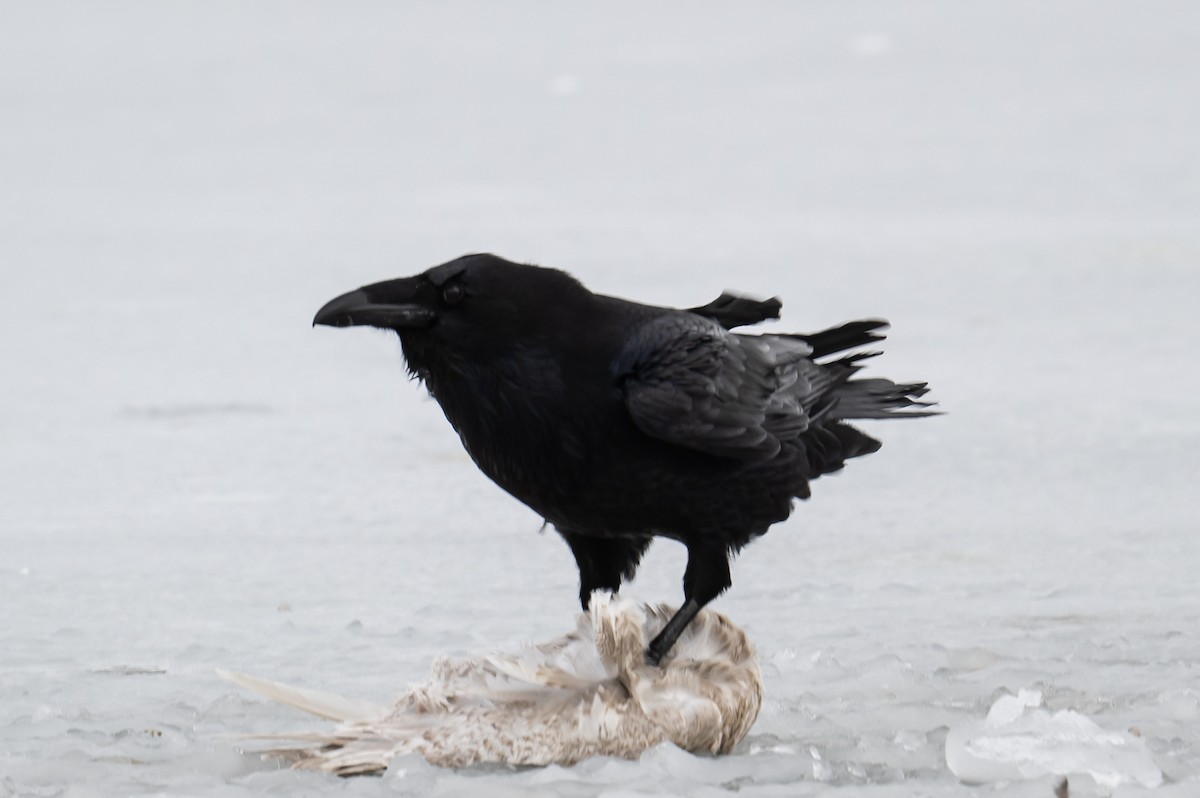 Common Raven - Frank King