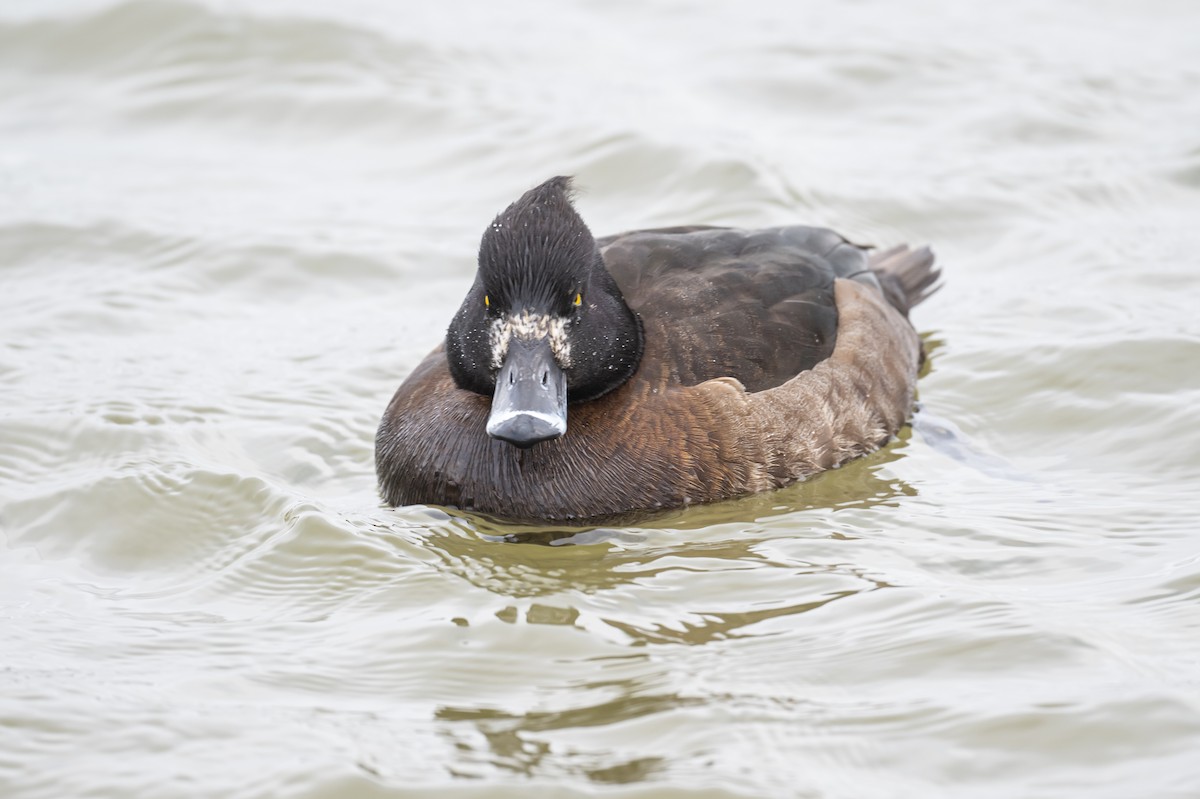 Tufted Duck - ML308776151
