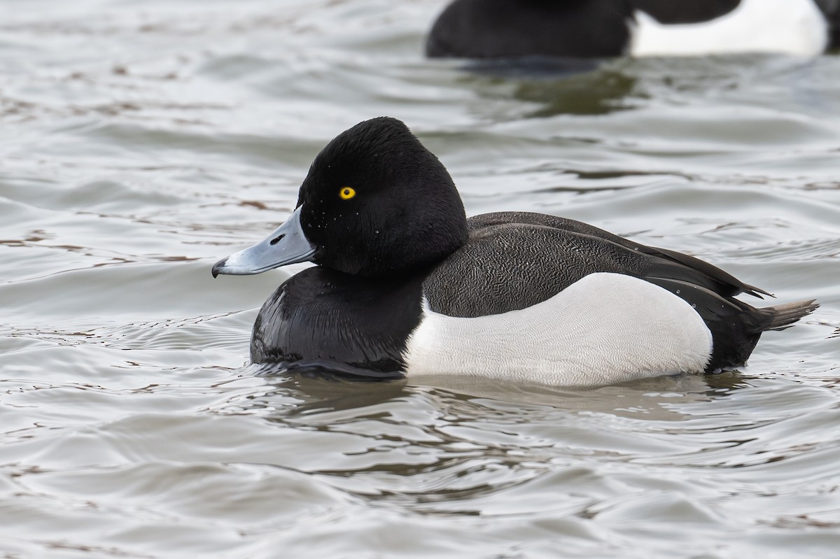 Ring-necked Duck x Lesser Scaup (hybrid) - Frank King