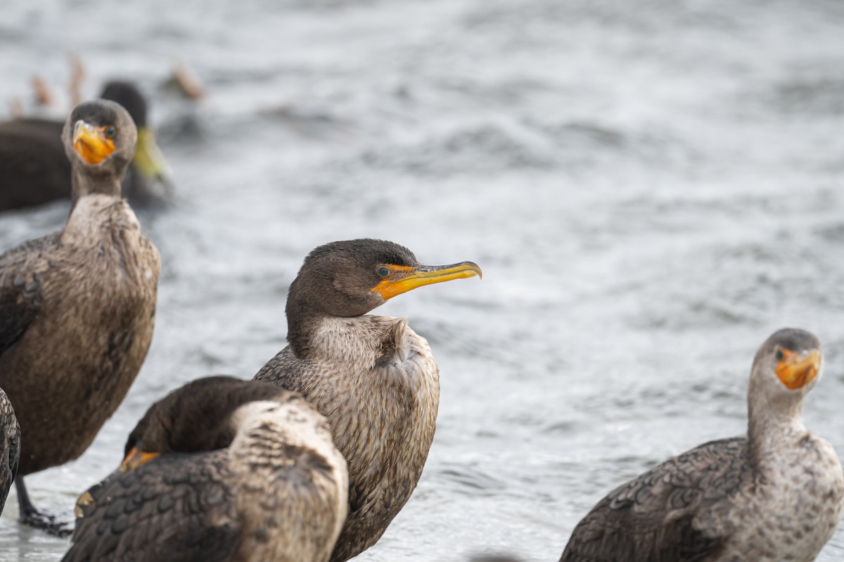 Double-crested Cormorant - Frank King