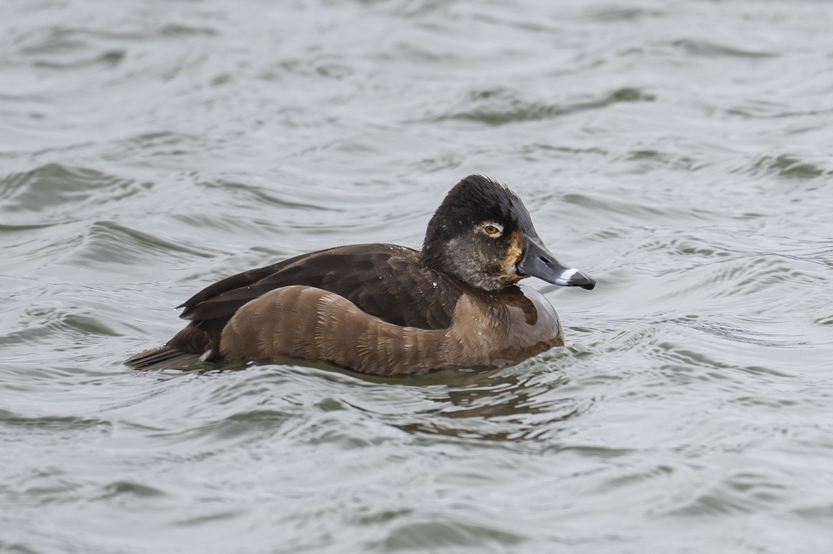 Ring-necked Duck - Frank King