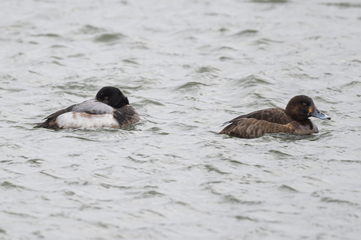 Greater Scaup - ML308778391