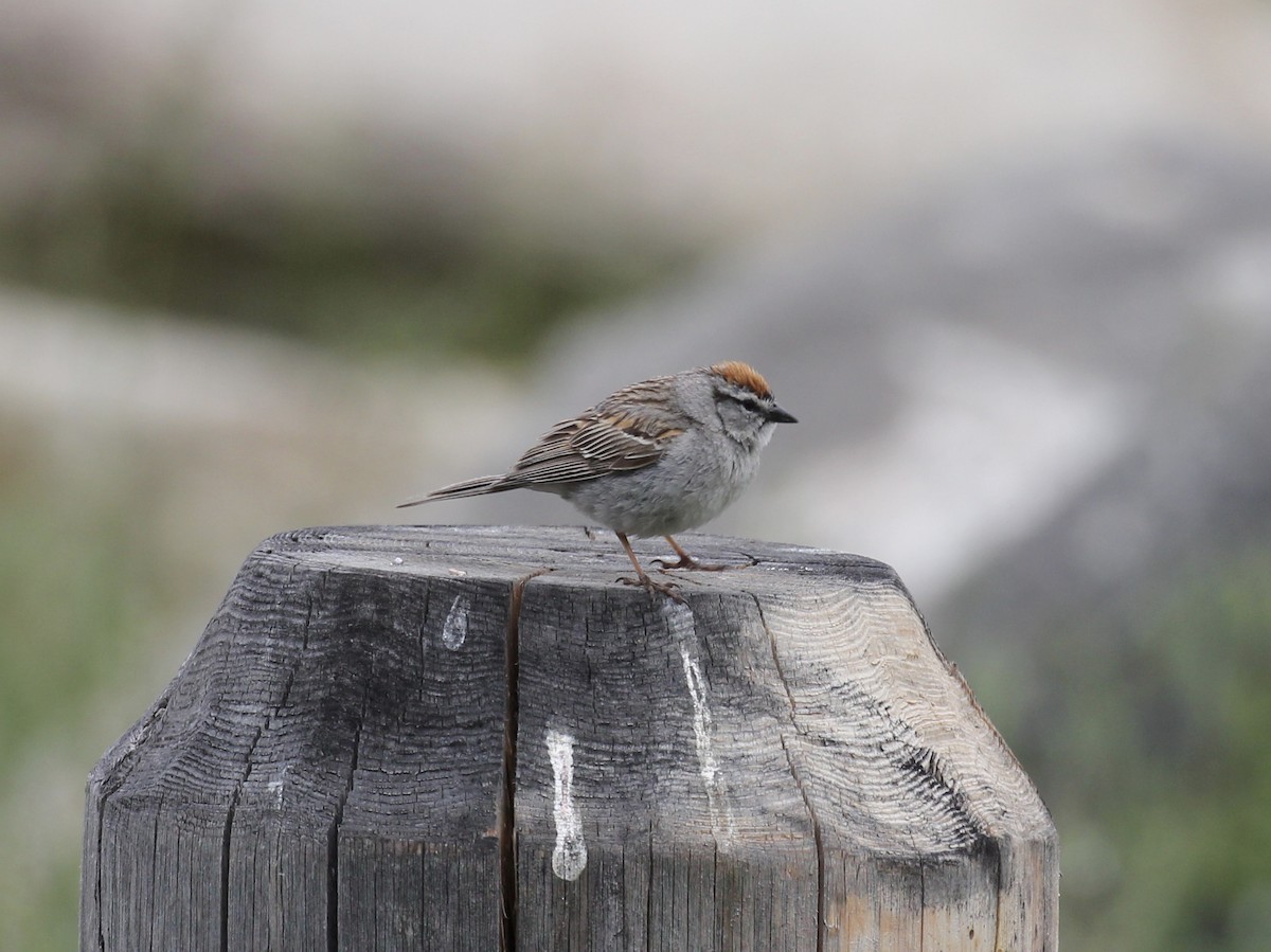 Chipping Sparrow - Tracee Geernaert