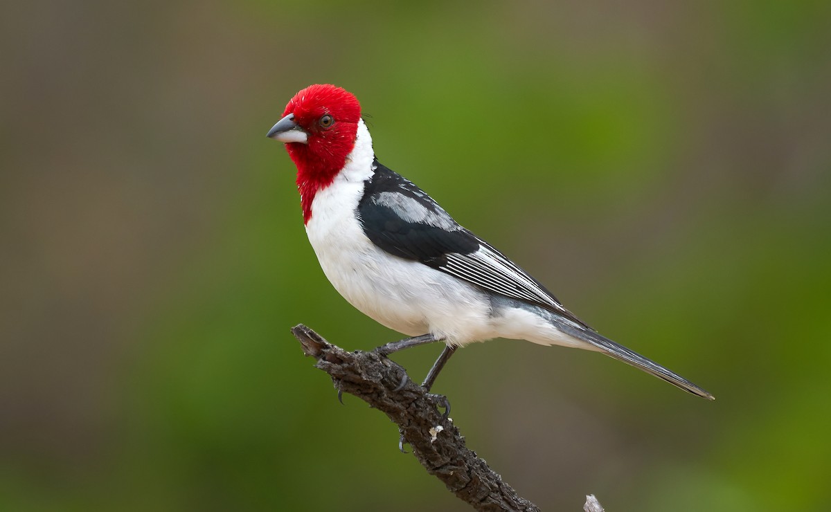 Red-cowled Cardinal - Daniel López-Velasco | Ornis Birding Expeditions