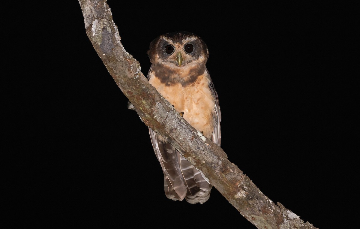 Tawny-browed Owl - Daniel López-Velasco | Ornis Birding Expeditions