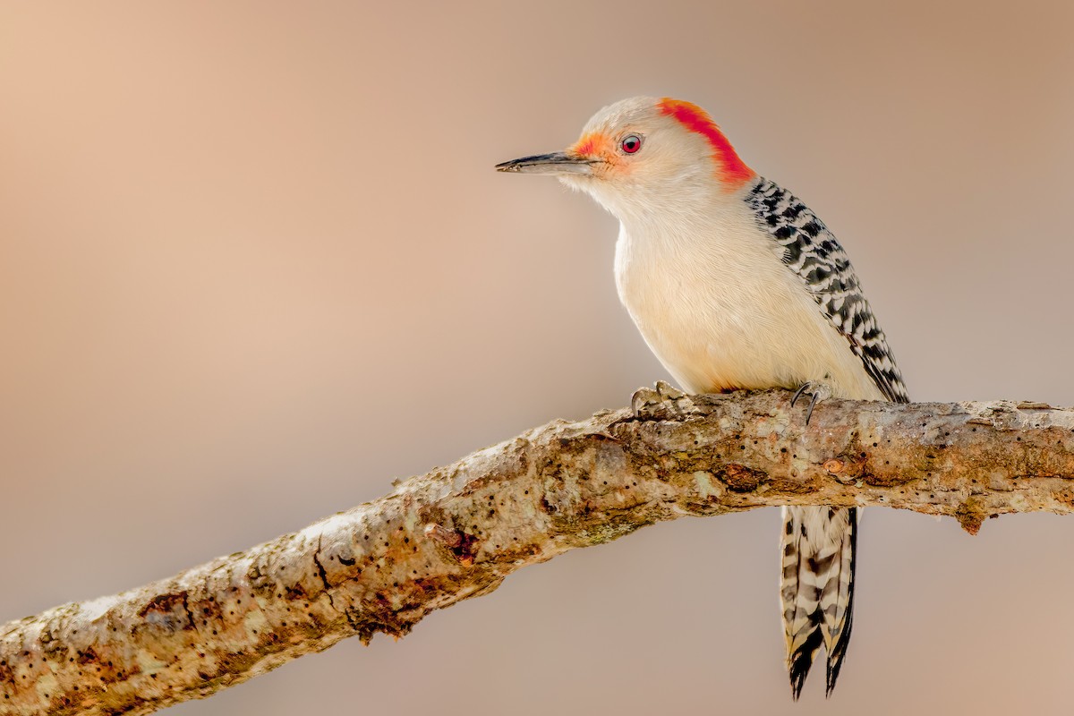 Red-bellied Woodpecker - ML308783941