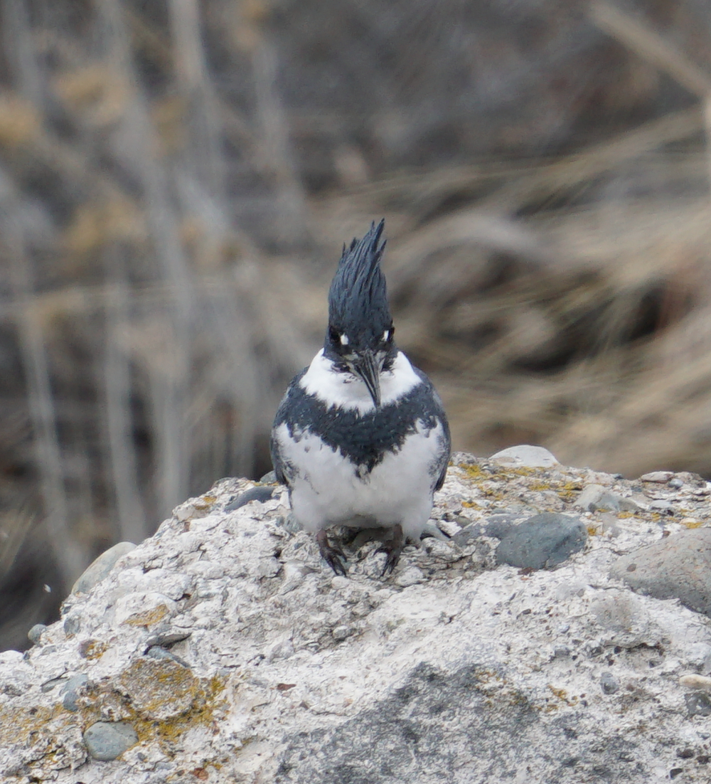 Belted Kingfisher - ML308785311