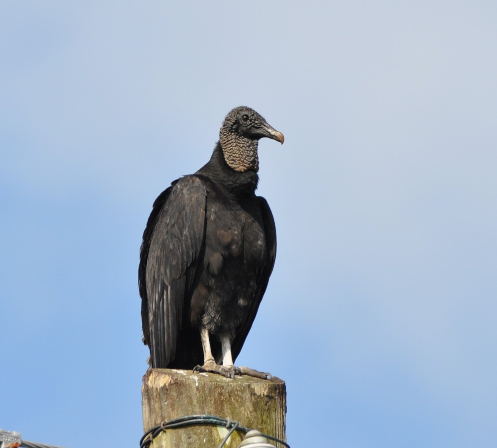 Black Vulture - ML308786591