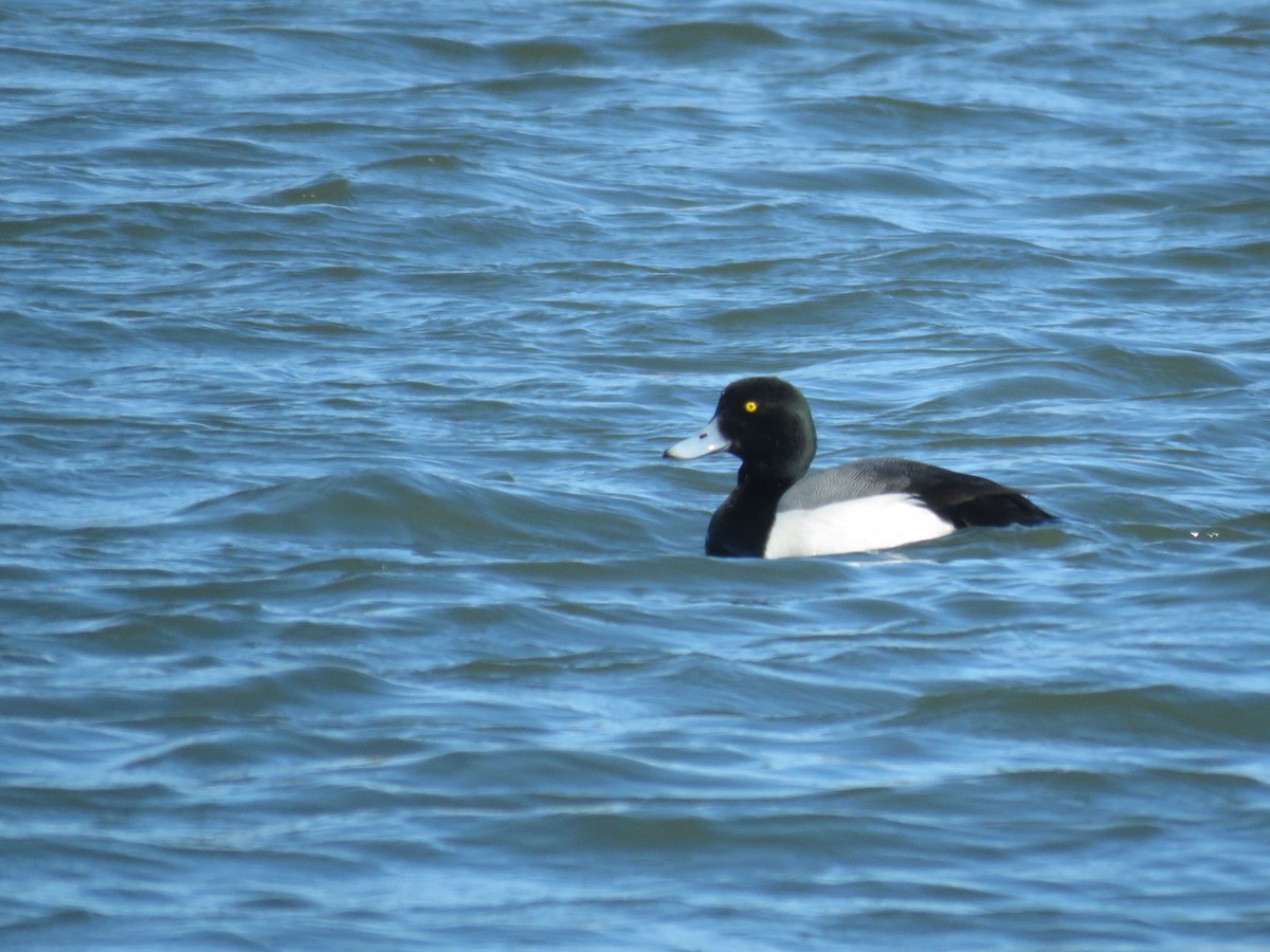 Greater Scaup - Kathleen Coyle