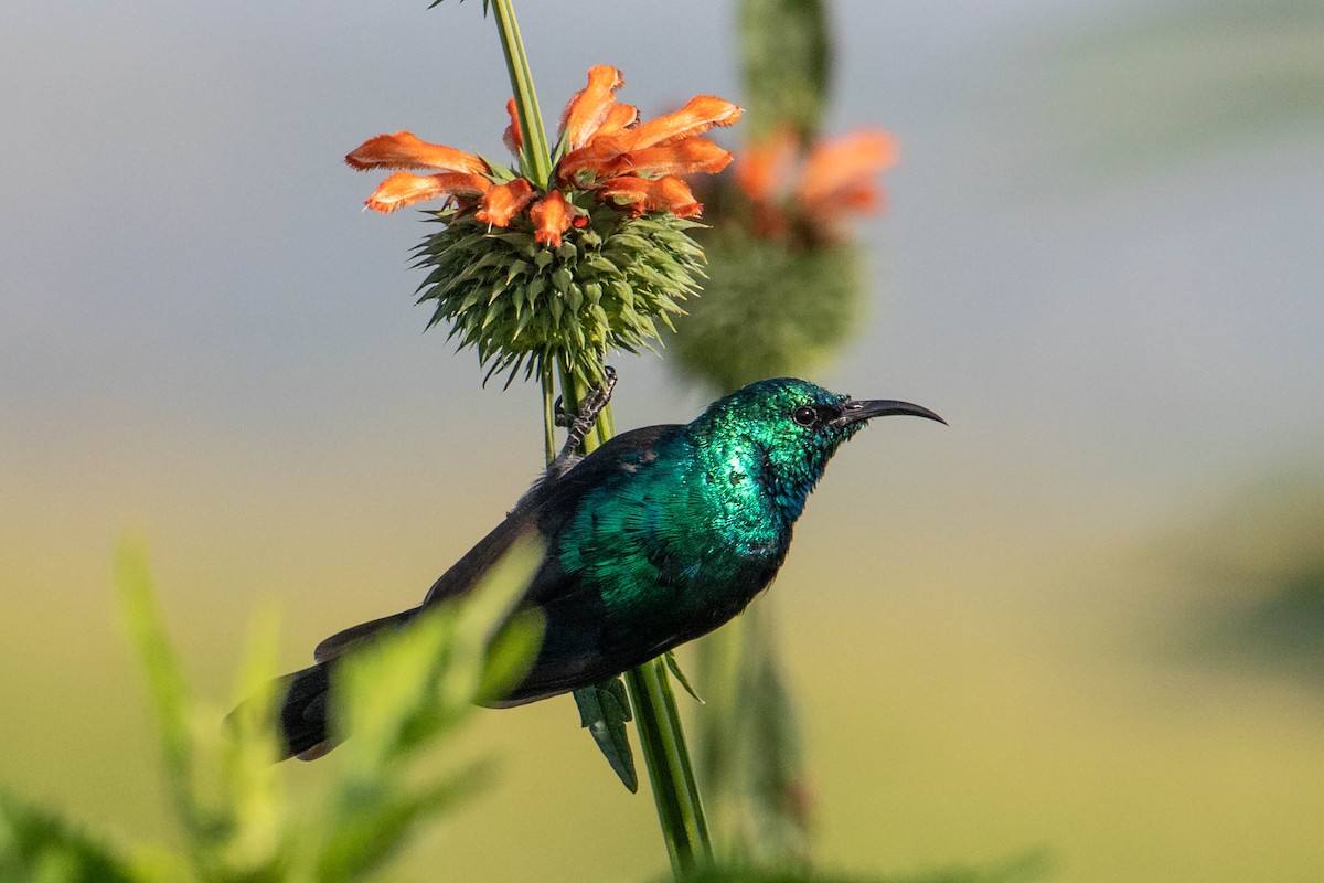 Red-chested Sunbird - ML308787331