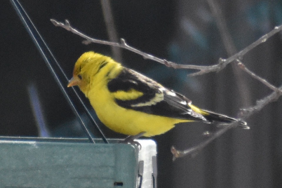 New Jersey eBird Checklist - 17 Feb 2021 - stakeout Western Tanager