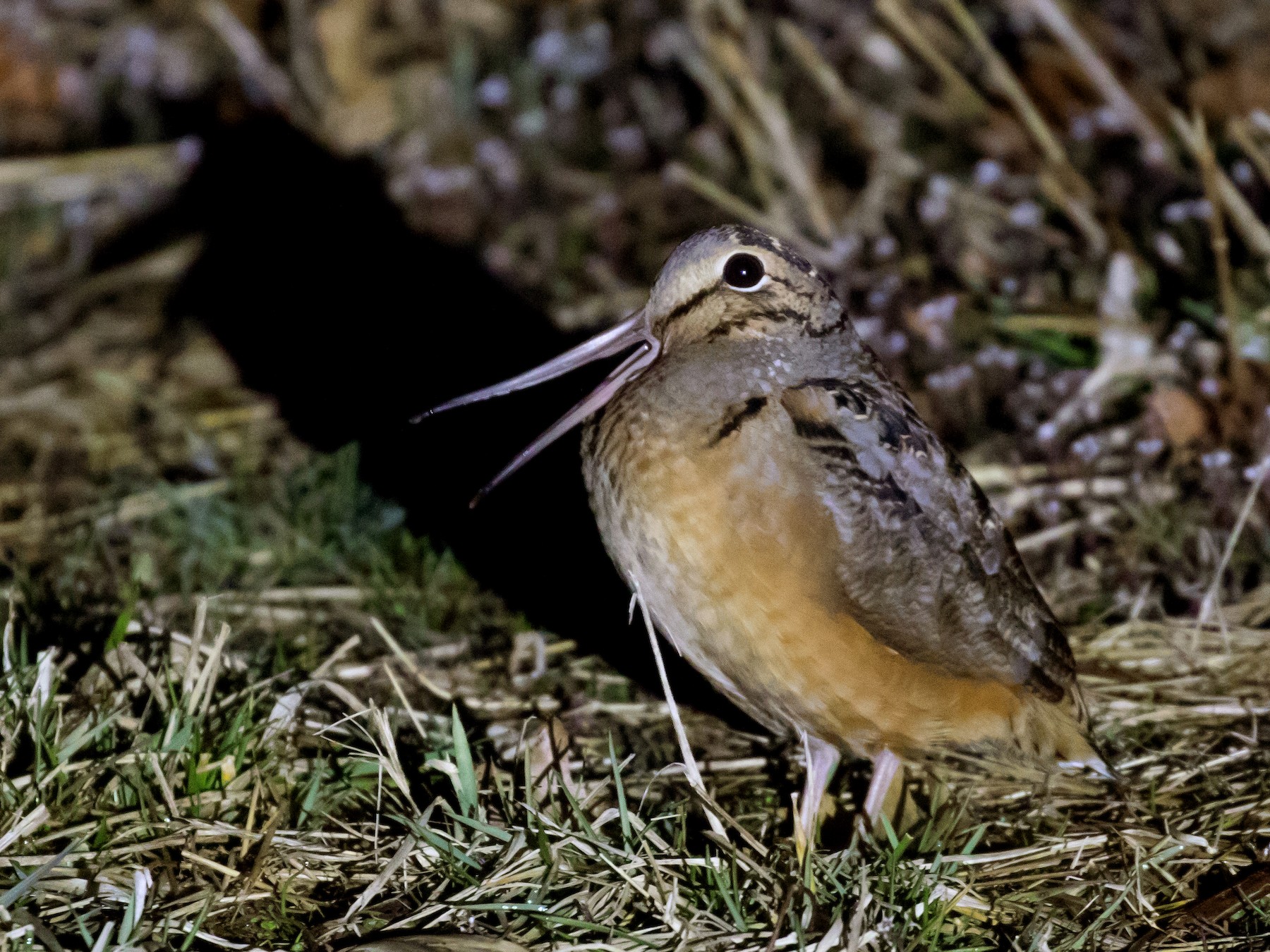 American Woodcock - Simon Best