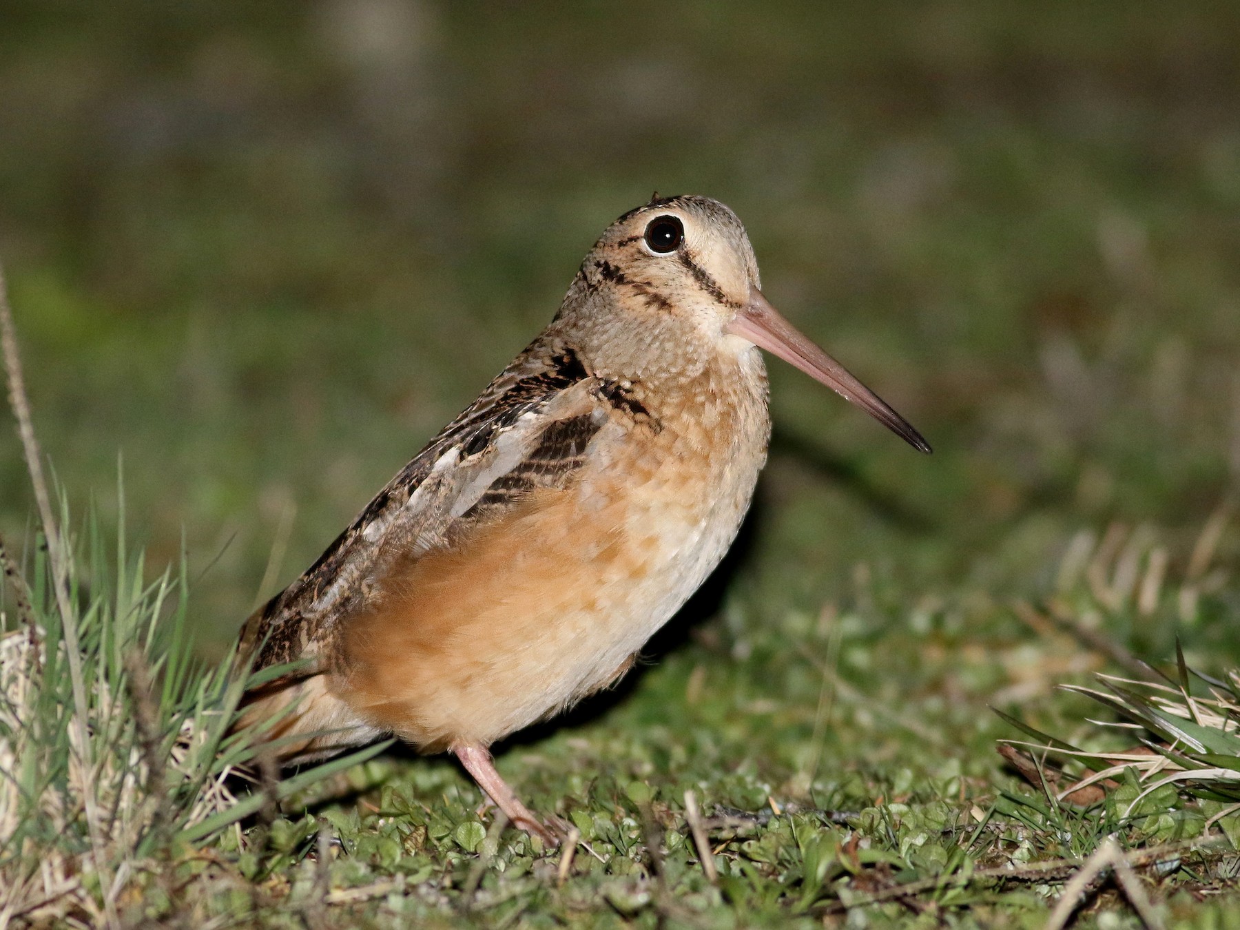 Woodcock Bird