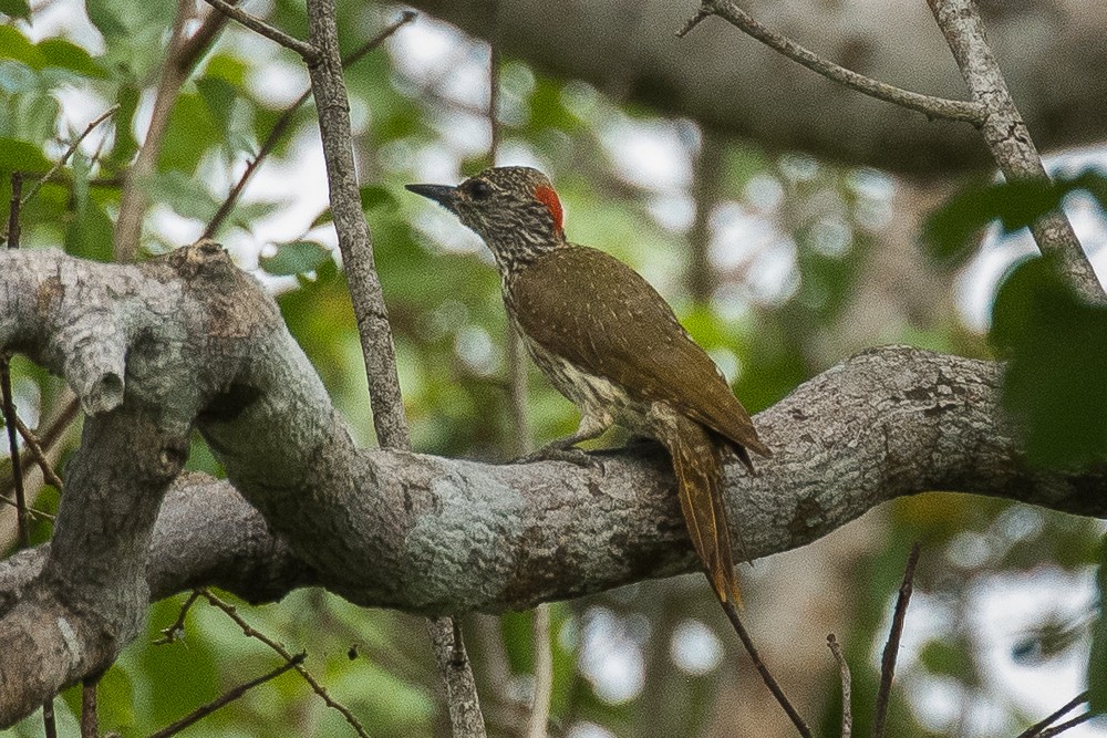 Mombasa Woodpecker - ML308789881