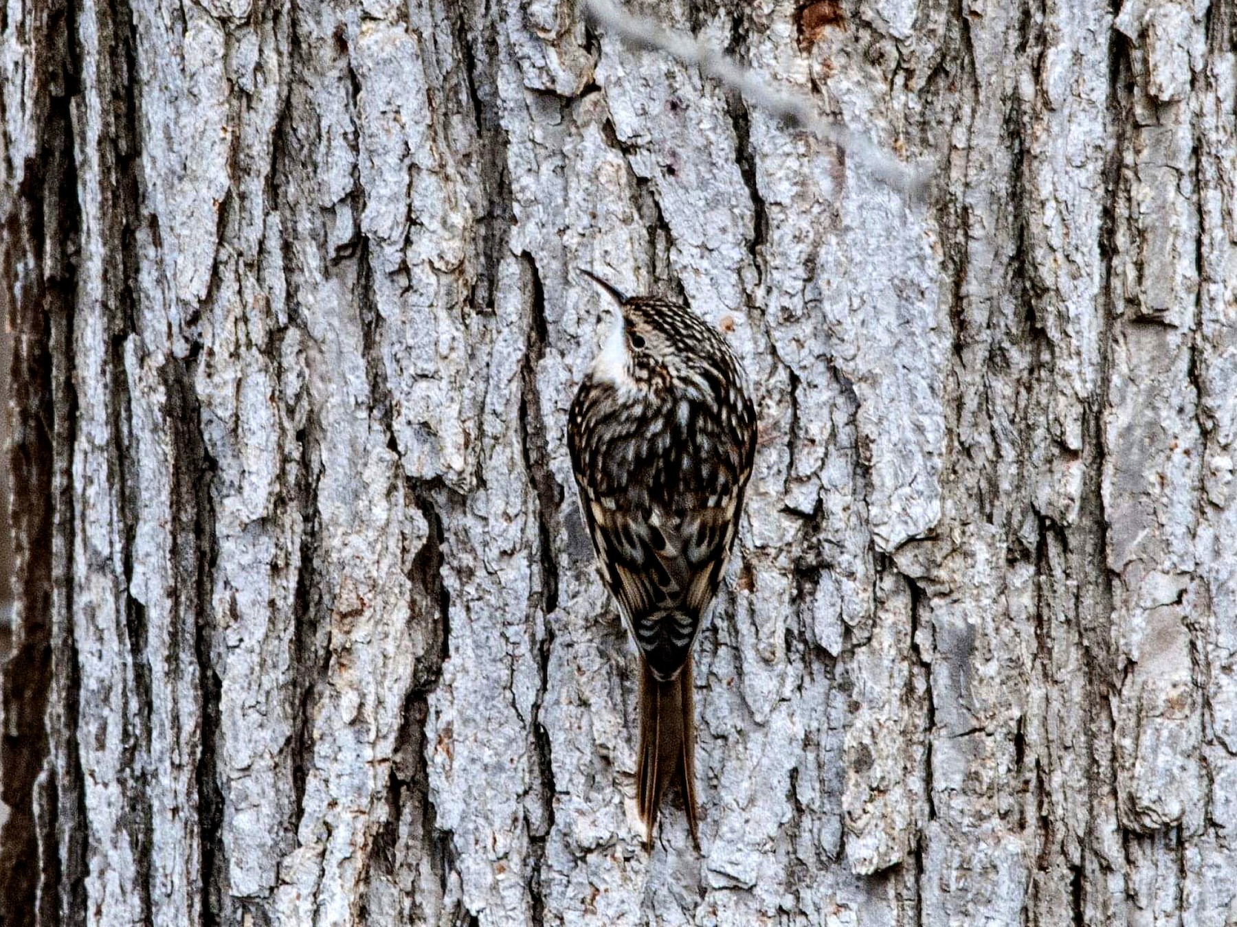 Brown Creeper eBird