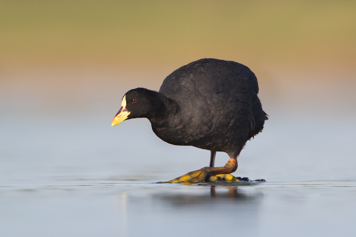 Red-gartered Coot - ML308793741