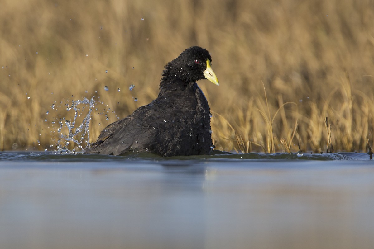 White-winged Coot - ML308793951