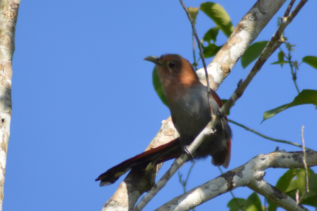 Squirrel Cuckoo - Carlos Mancera (Tuxtla Birding Club)