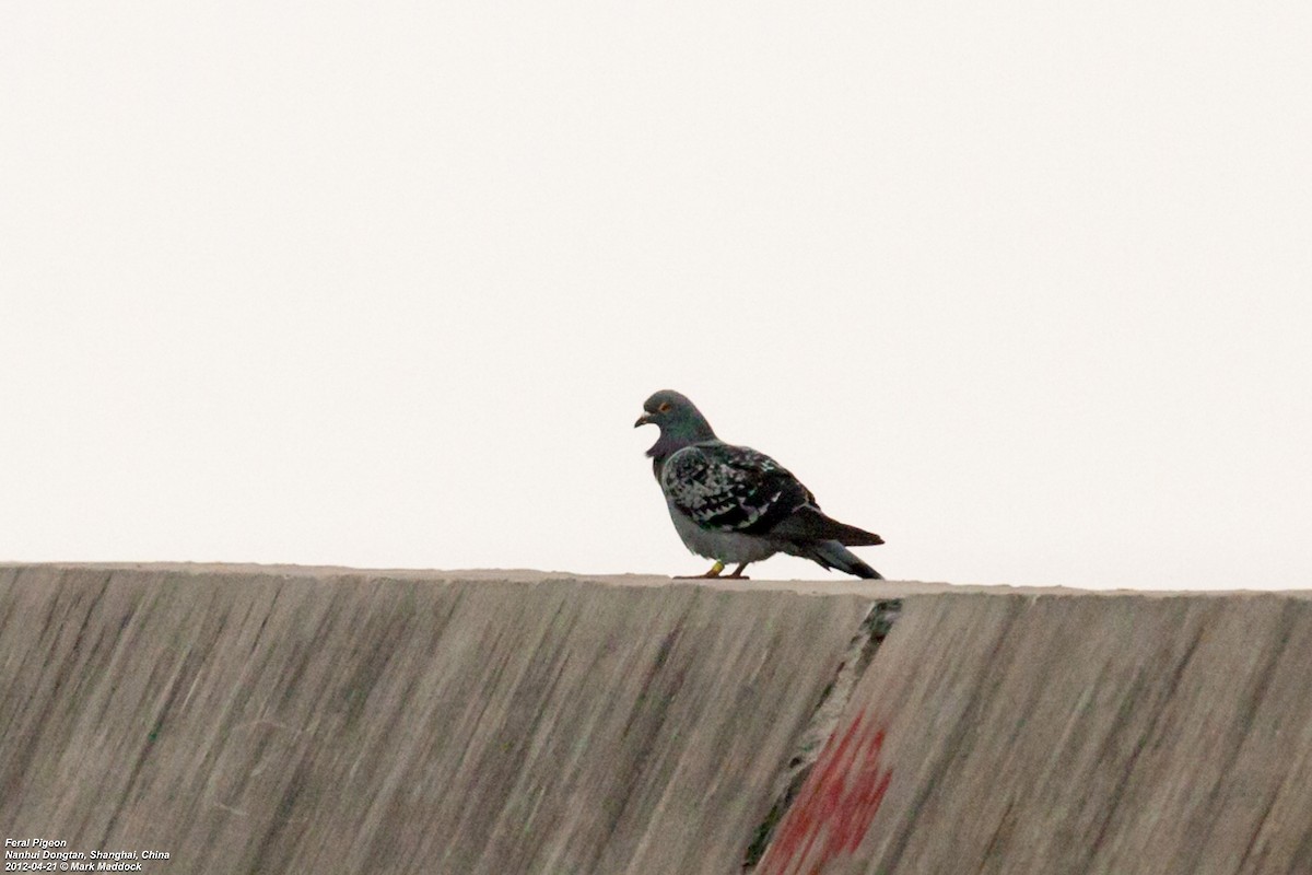 Rock Pigeon (Feral Pigeon) - ML308796481