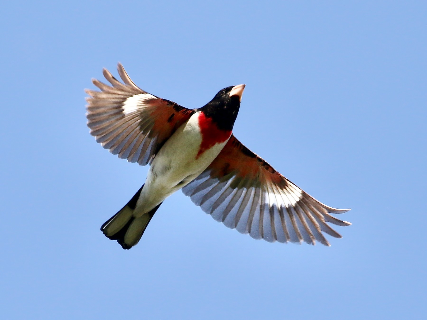 Rose-breasted Grosbeak - eBird