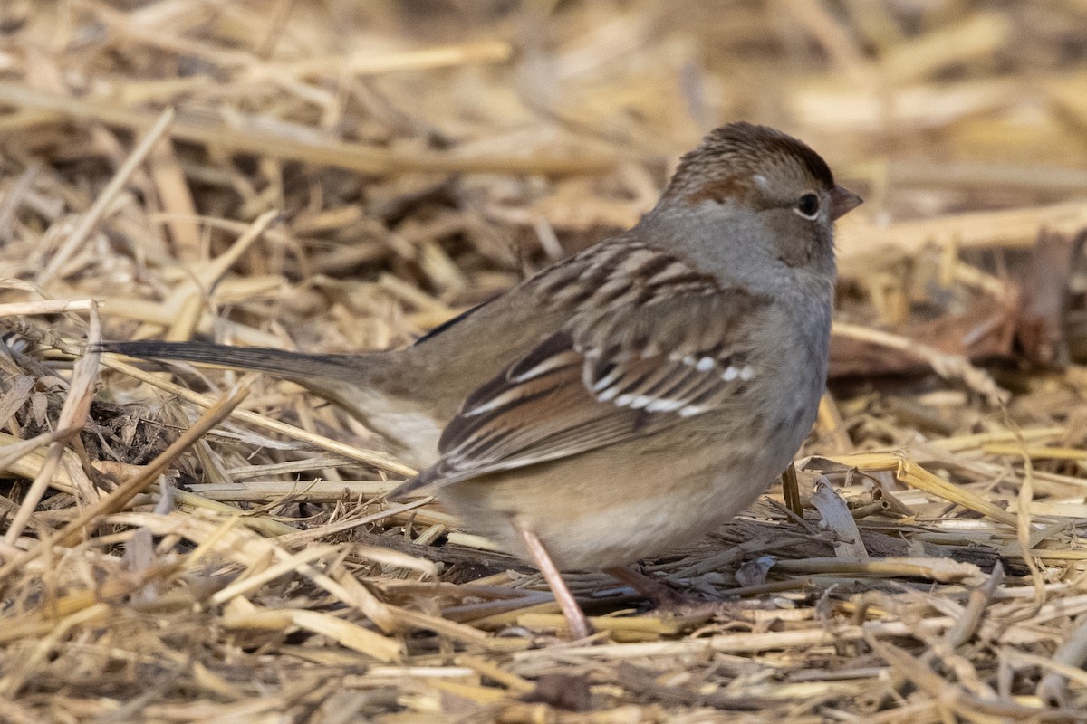 White-crowned Sparrow - ML308798311