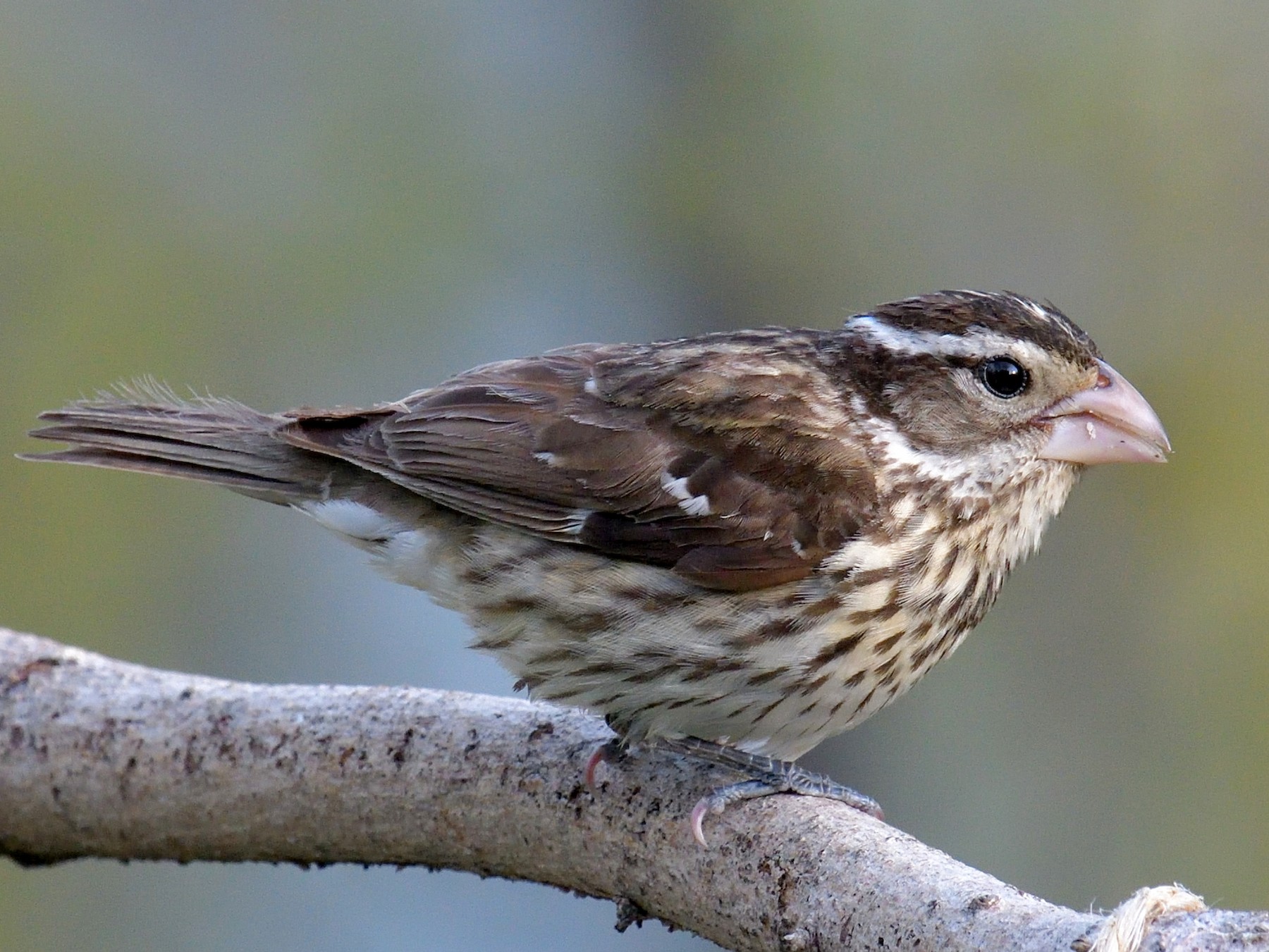 Rose-breasted Grosbeak - Yves Darveau