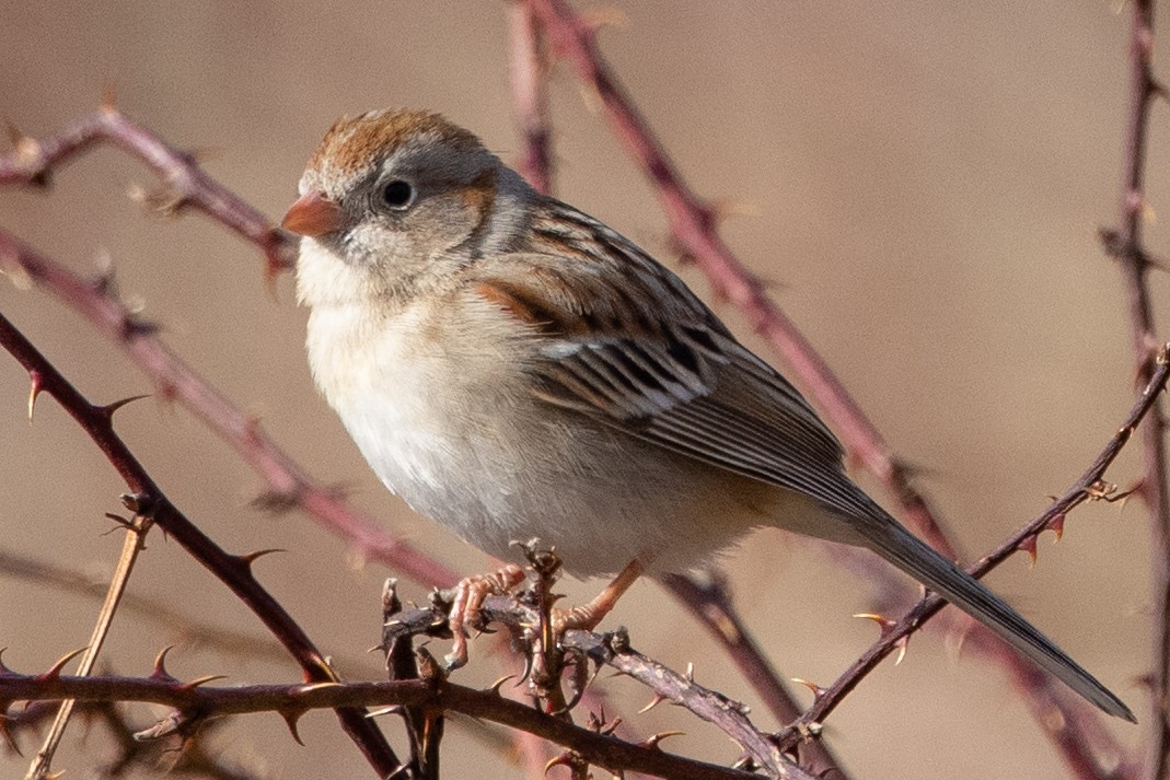 Field Sparrow - ML308799781