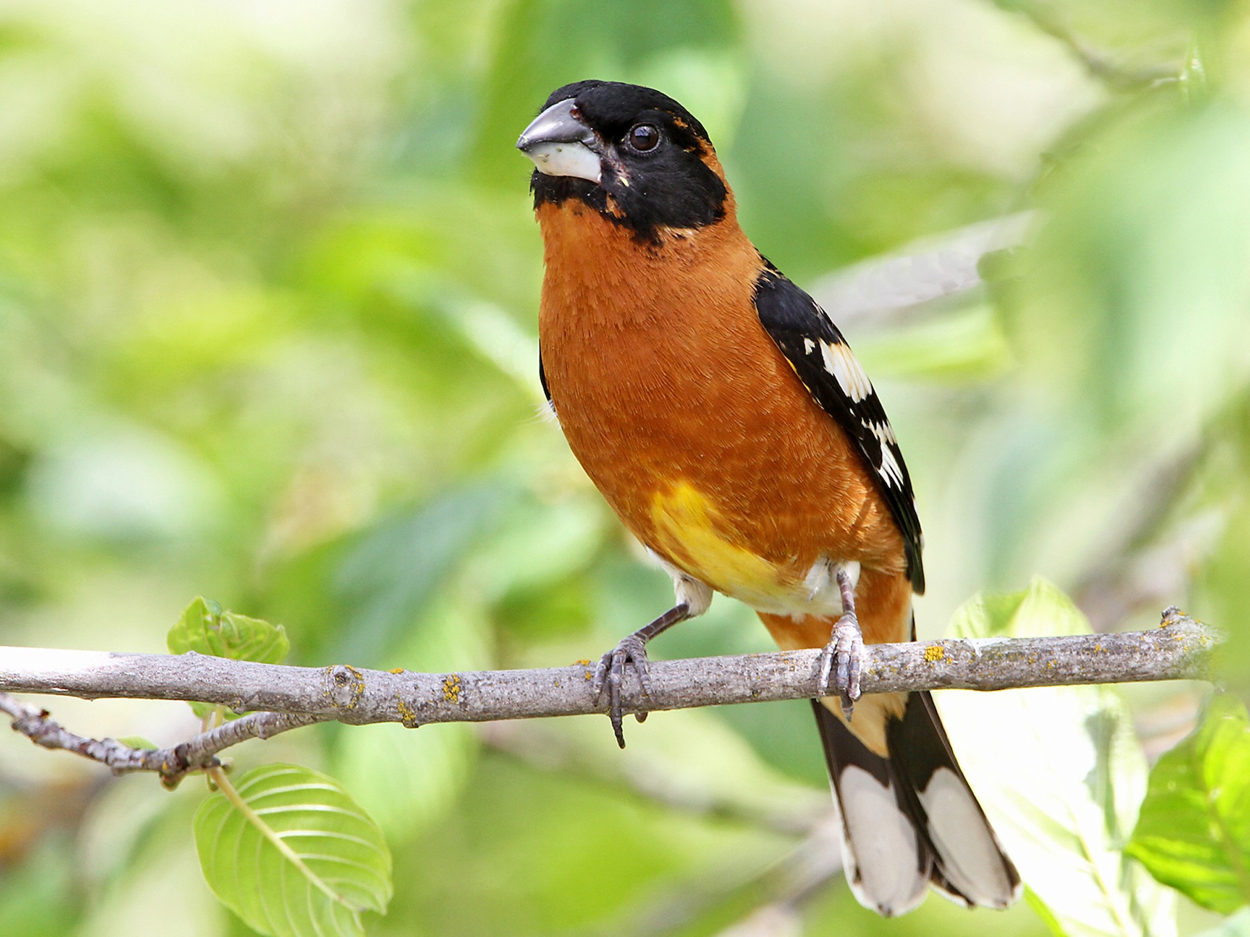 Black-headed Grosbeak - Marlene Cashen