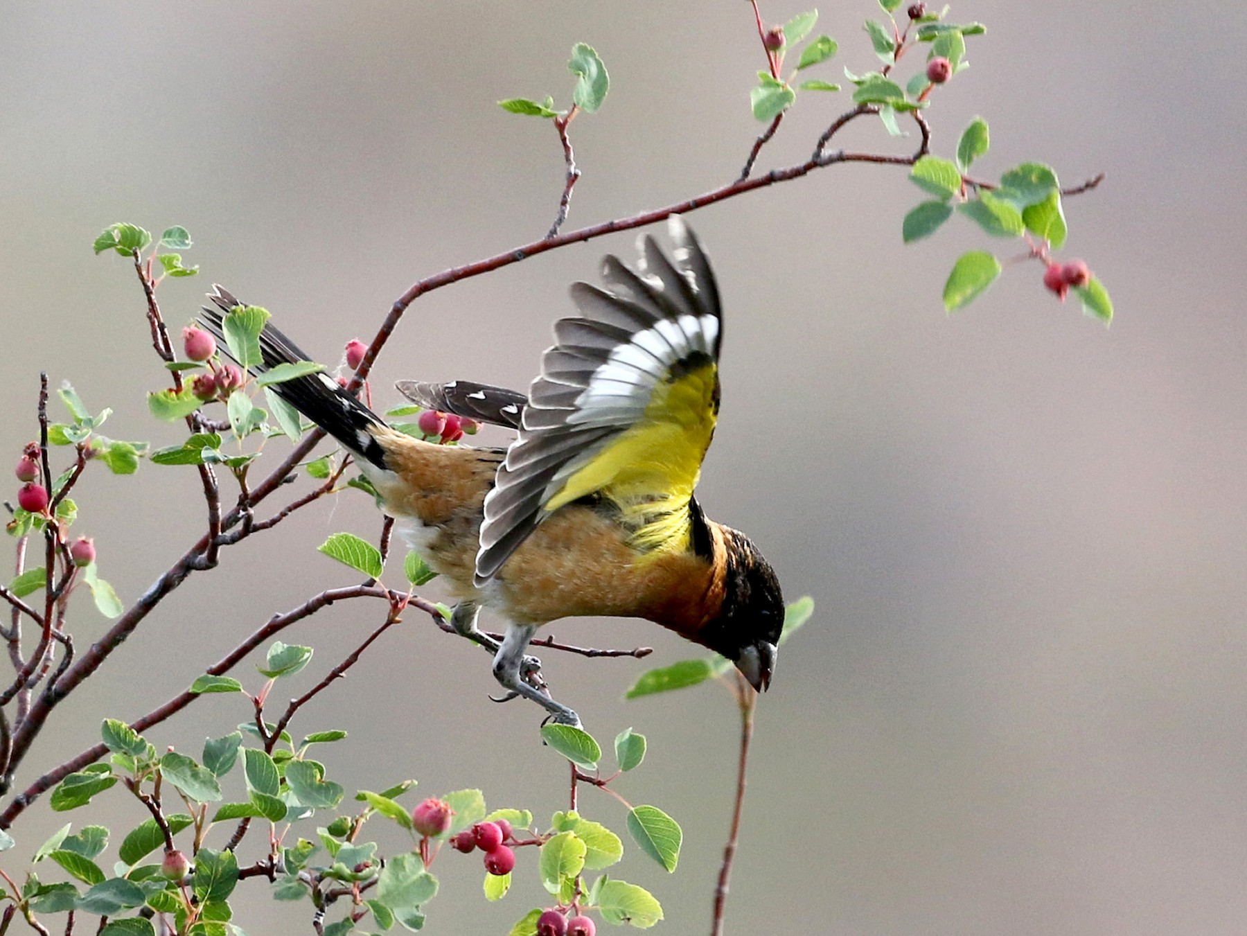 Black-headed Grosbeak - Jay McGowan